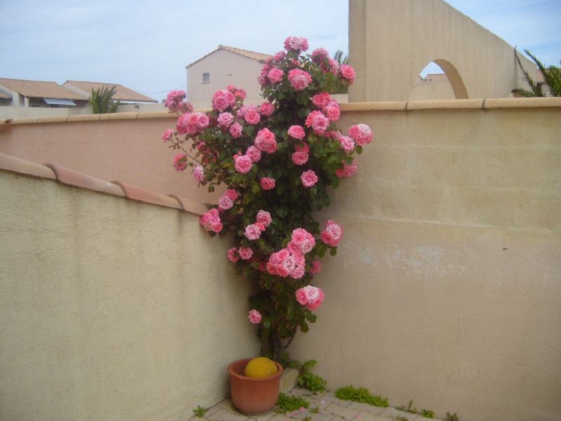 foto 21 Mietobjekt von Privatpersonen Frontignan maison Languedoc-Roussillon Hrault Garten