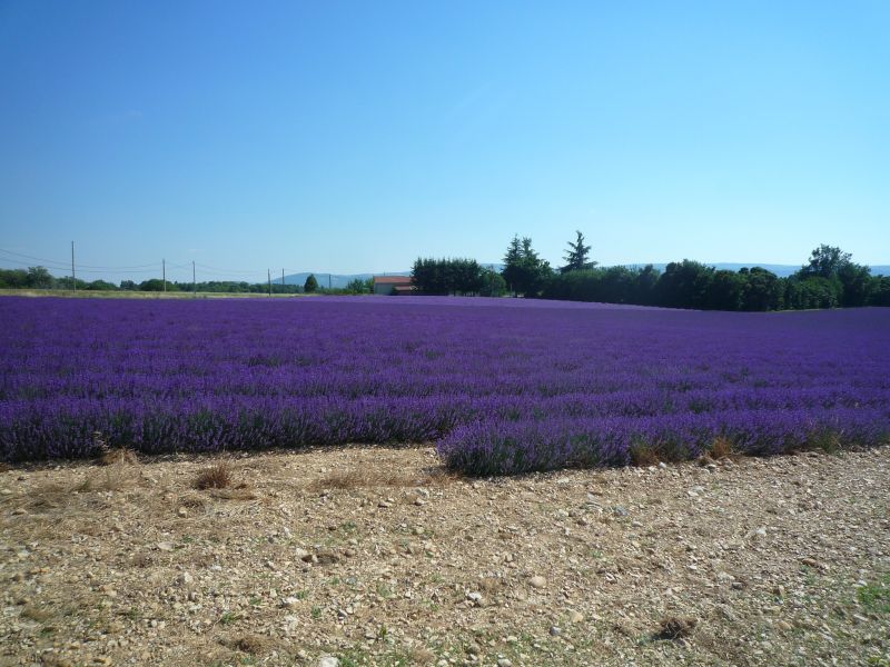 foto 14 Mietobjekt von Privatpersonen Forcalquier gite Provence-Alpes-Cte d'Azur Alpes de Haute-Provence