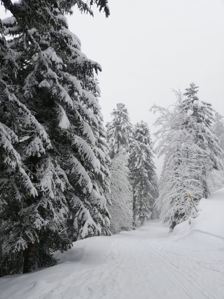 foto 19 Mietobjekt von Privatpersonen Le Lioran studio Auvergne Cantal Nahaufnahme