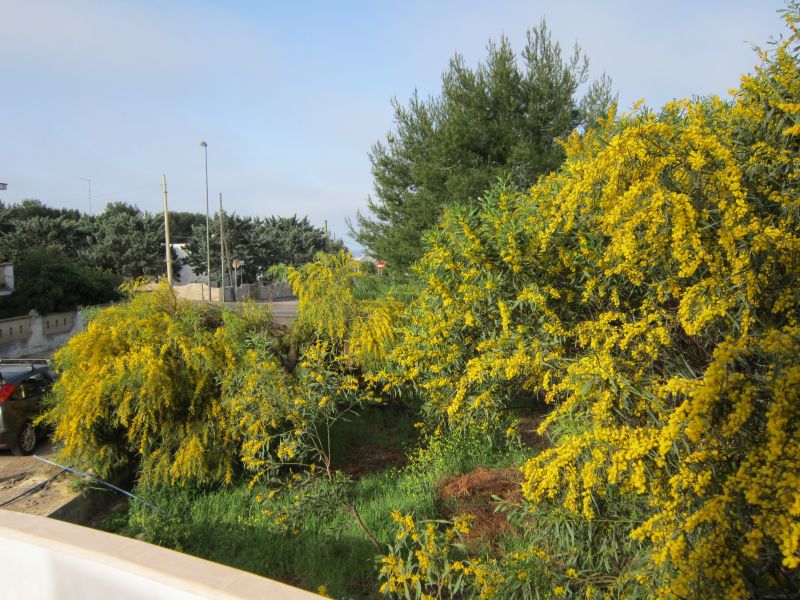 foto 3 Mietobjekt von Privatpersonen Gallipoli appartement Apulien Lecce (+Umland) Ansicht des Objektes