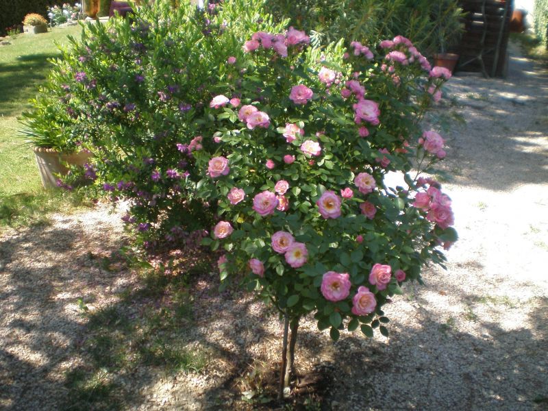 foto 3 Mietobjekt von Privatpersonen Sainte-Ccile-les-Vignes gite Provence-Alpes-Cte d'Azur Vaucluse Ausblick aus der Ferienunterkunft