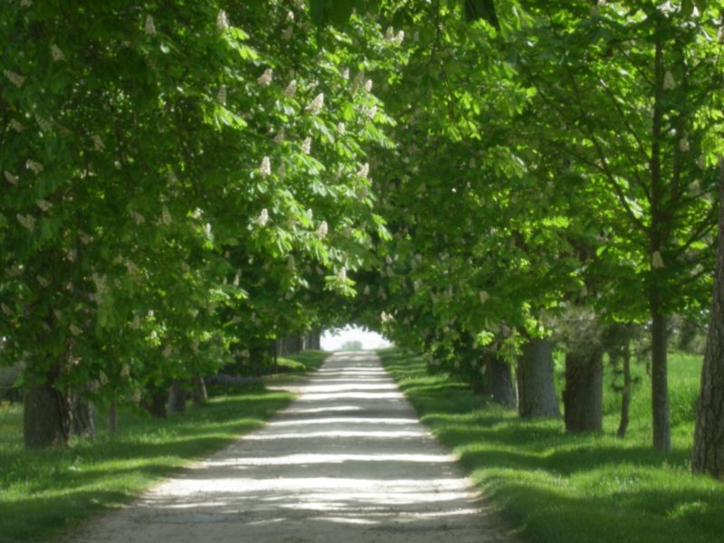 foto 10 Mietobjekt von Privatpersonen La Rochelle gite Poitou-Charentes Charente-Maritime andere