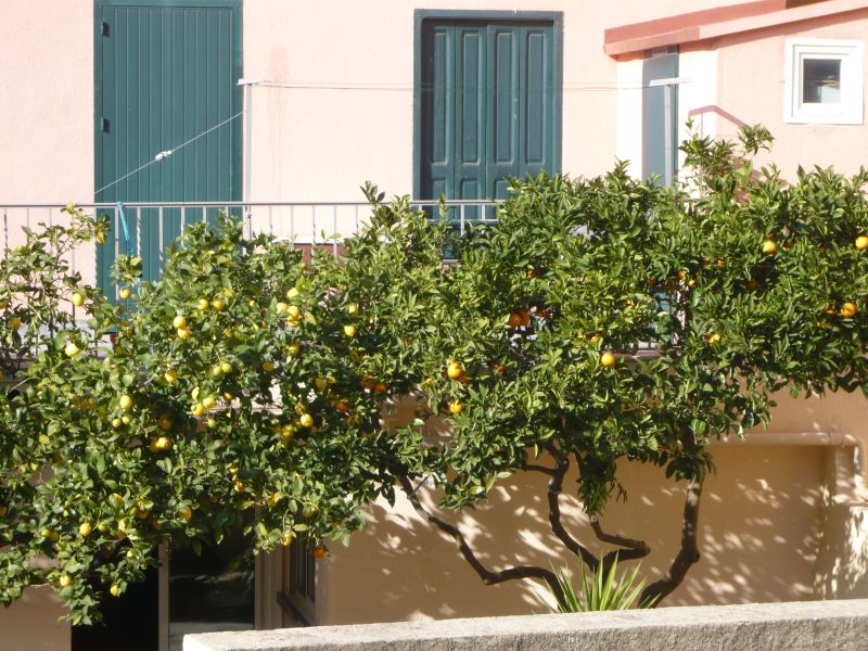 foto 11 Mietobjekt von Privatpersonen Collioure appartement Languedoc-Roussillon Pyrenen (Mittelmeer)