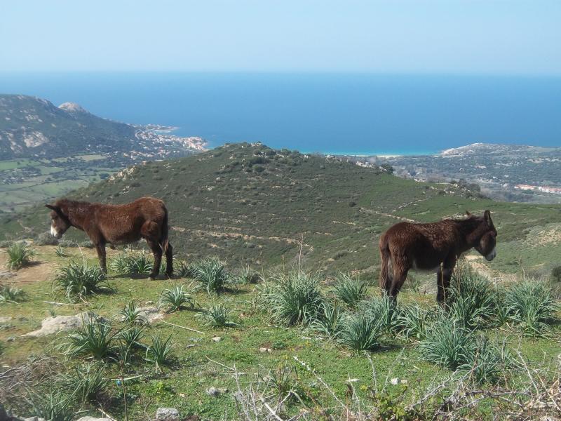 foto 14 Mietobjekt von Privatpersonen Lumio studio Korsika Haute-Corse Ansicht des Objektes
