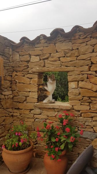 foto 9 Mietobjekt von Privatpersonen La Ciotat villa Provence-Alpes-Cte d'Azur Bouches du Rhne andere