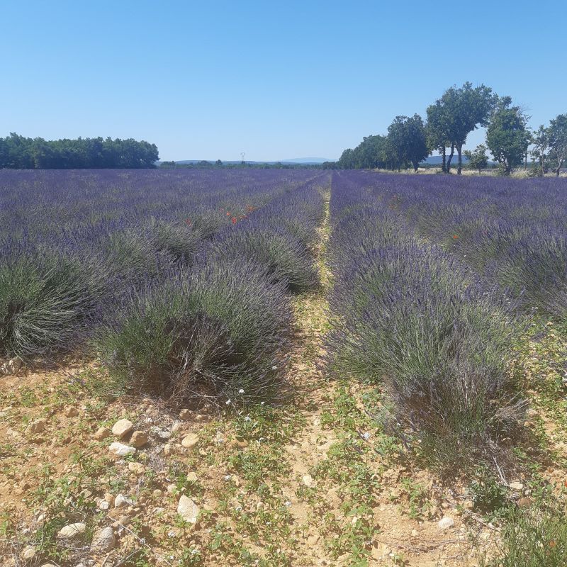 foto 13 Mietobjekt von Privatpersonen Sainte-Croix-du-Verdon villa Provence-Alpes-Cte d'Azur