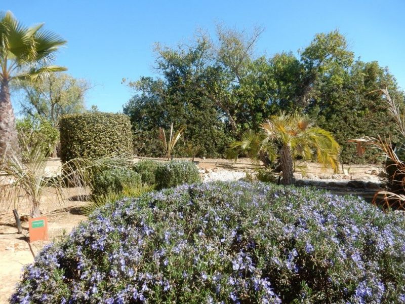 foto 20 Mietobjekt von Privatpersonen Carvoeiro gite Algarve  Garten