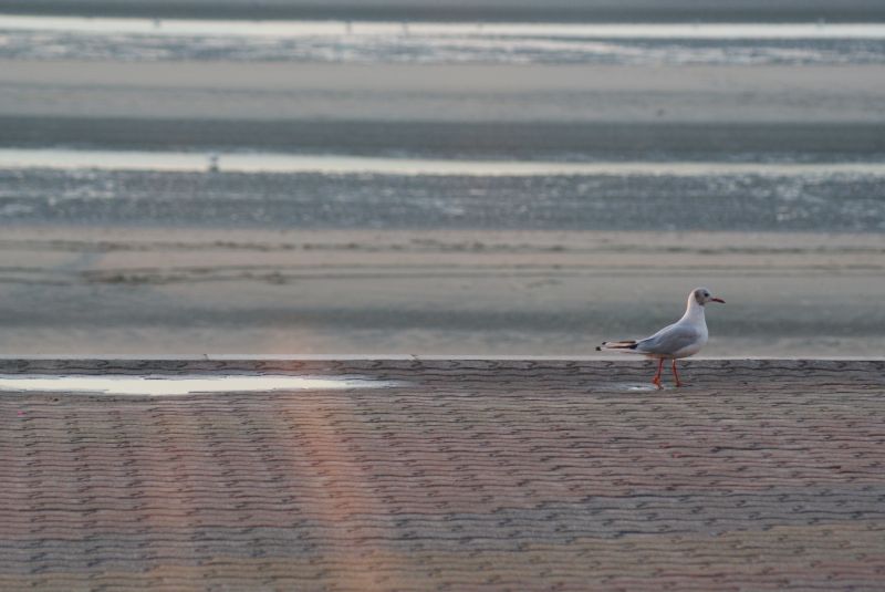 foto 18 Mietobjekt von Privatpersonen Bray-Dunes maison Nord-Pas de Calais Nord