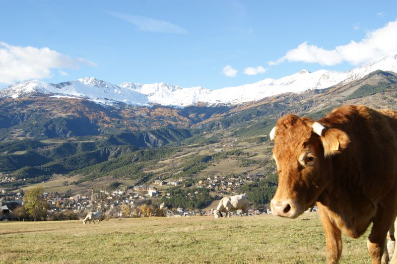 foto 19 Mietobjekt von Privatpersonen Le Sauze studio Provence-Alpes-Cte d'Azur Alpes de Haute-Provence Nahaufnahme