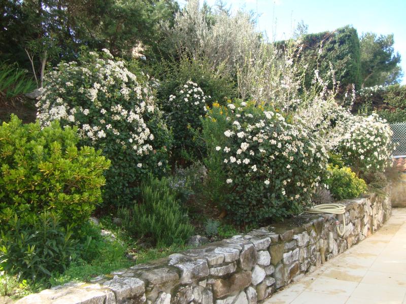 foto 16 Mietobjekt von Privatpersonen Cassis villa Provence-Alpes-Cte d'Azur Bouches du Rhne Garten